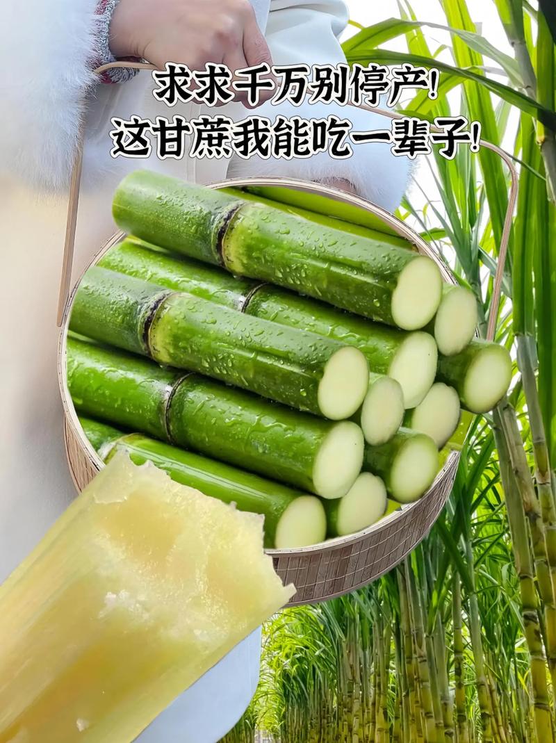 我是如何被一根陶山脆皮甘蔗彻底征服的 宣布以后只吃它！